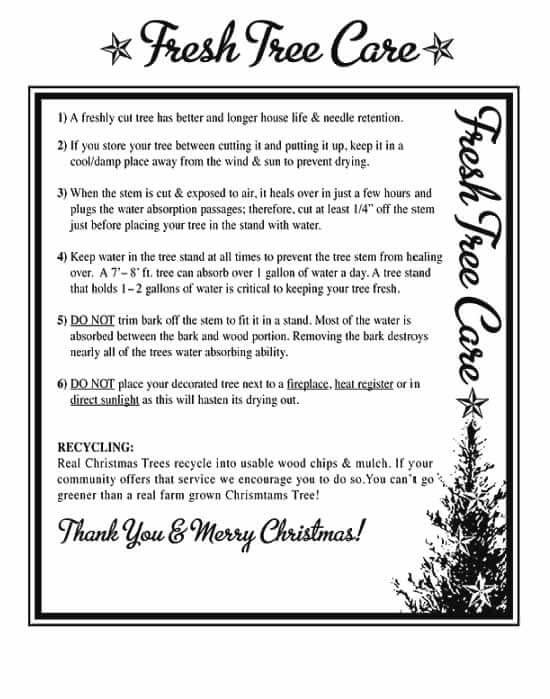 Caring for Your Christmas Tree