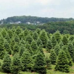 christmas-tree-farm