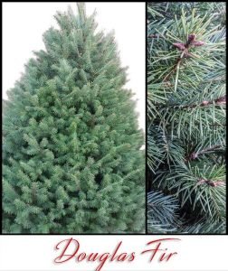 Douglas_Fir