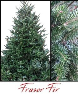 Fraser_Fir