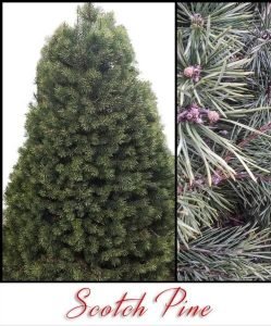 Scotch_Pine