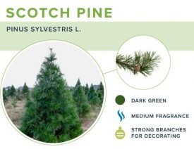 scotch-pine