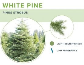 white-pine