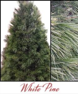 Christmas Tree Acres - White Pine